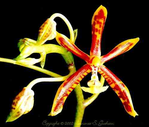 Phalaenopsis mannii 